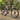 Altera G21 DB Gravel Bike Frameset - YOELEO