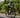 Rider using Yoeleo R12 for double century ride